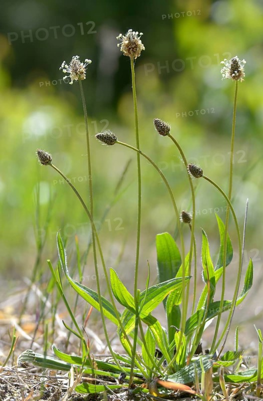 English plantain, medicinal plantain, narrowleaf plantain, plantago lanceolata, ribwort plantain, sheep tongue, seven-rib, pointed plantain, pointed feathery, plantain, flora, high size, portrait format, plants, plants