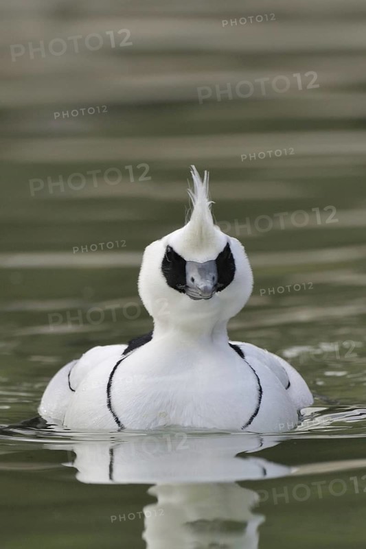 Dwarf Sawer, Mergus Albellus, Smew, Swimming on Lake, Male, Captive