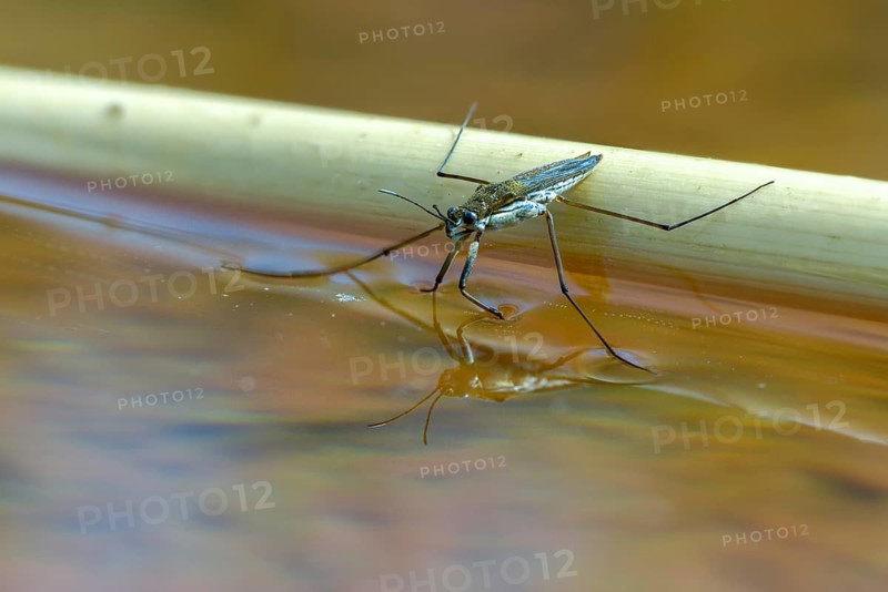 Aquarius najas, stream strider, gerris najas, heteroptera, river skater, black-backed strider, water strider, insects, bugs