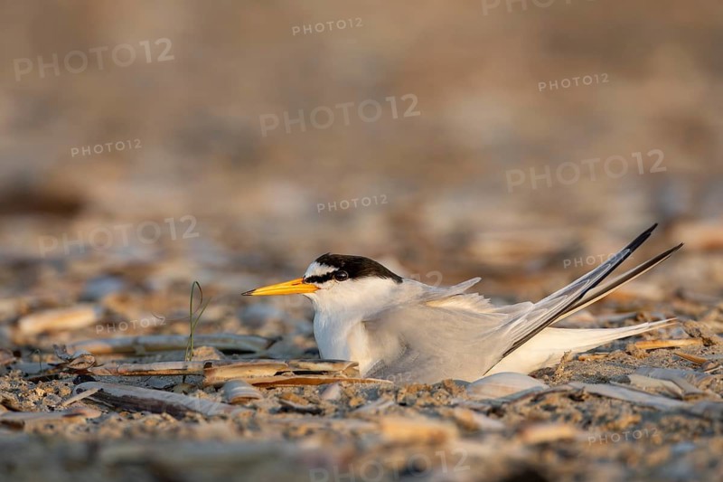 Side view of a breeding little tern (Sternula albifrons) on the North Sea coast, rare, endangered, breeding season, clutch, June, June, Denmark