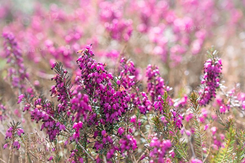 Close-up of blooming common heather (Calluna vulgaris), ling, or simply heather, Vibrant pink heather flowers blooming in a sunlit meadow