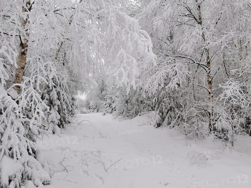 Snowy forest trail lined with birch-like trees in a quiet winter landscape, Lauenstein, Ludwigsstadt, Frankenwald nature park Park, Upper Franconia