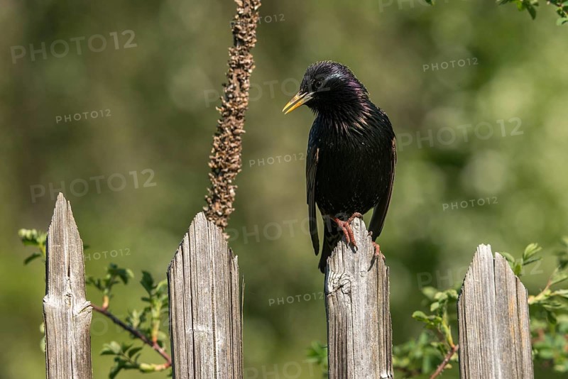 Star, Starling, Sturnus Vulgaris, Birds, Garden, Garden Fence, Garden Fence, Passeri, Songbirds, Birds