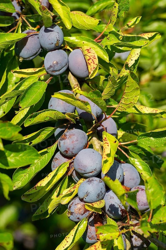 Ripe plums (Prunus domestica) on a fruit tree, Goldenstedt, Lower Saxony, Germany