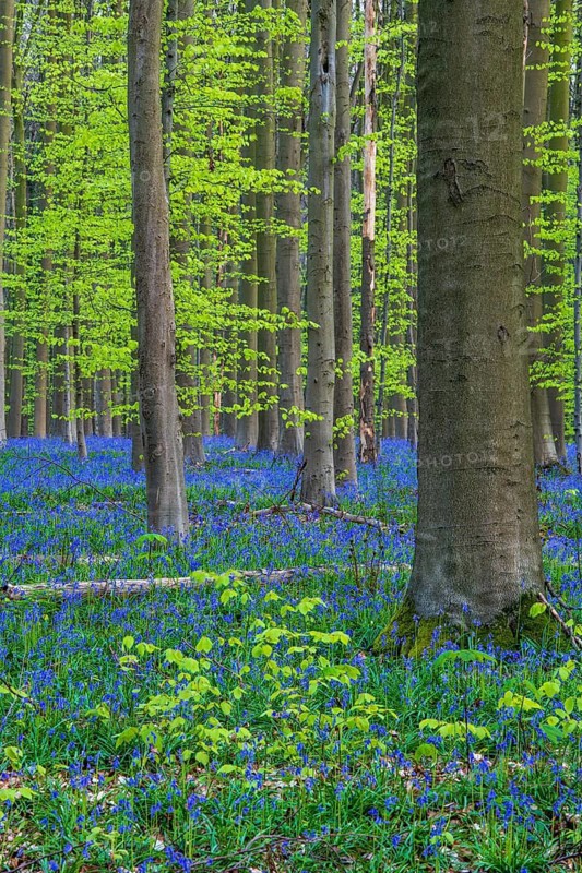 Bluebells (Hyacinthoides) in Hallerbos, woodland, early-flowering plants, Hallerbos, Halle, Belgium