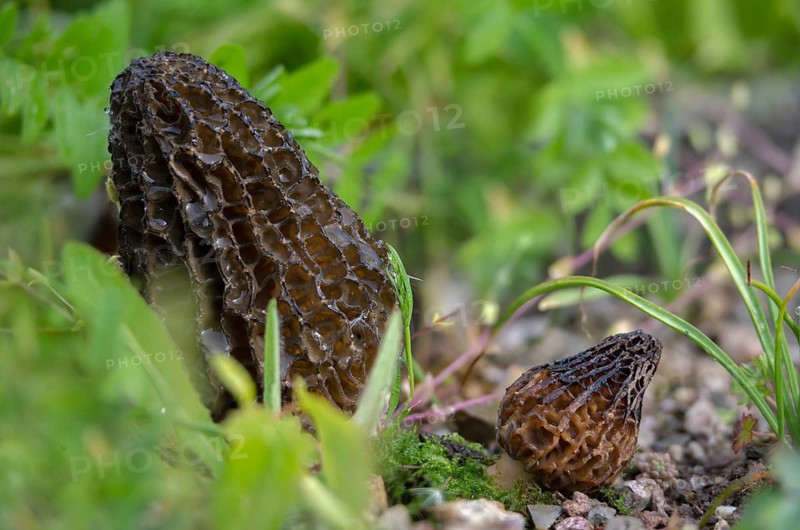 Flesh-colored morel, garden morel, delicious morel, morchella conica, black morel, pointed bonnet morel, black morels, fungi, fungus, morel, mushrooms