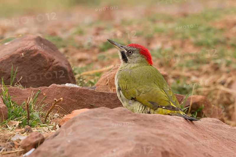 Levaillant's Woodpecker (Picus vaillantii) male, Morocco