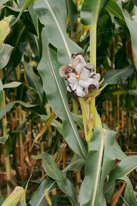 Maize smut (Ustilago maydis) on a maize corn cob (Zea mays), Haut-Rhin, France