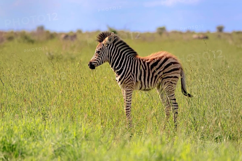 Burchell's zebra (Equus quagga burchelli), Burchell's zebra, young animal, foal, alert, Kruger National Park, Kruger National Park, South Africa