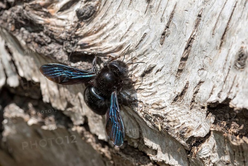 Apidae, bees, blue wood bee, large wood bee, hymenoptera, violet-winged wood bee, xylocopa violacea, insects, insects, violet carpenter bee
