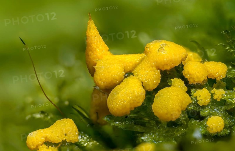 Eumycetozoa, yellow egg slime mold, lignydium virescens, mycetozoa, physarum ditmarii, physarum virescens, slime molds, fungi, fungi, fungi