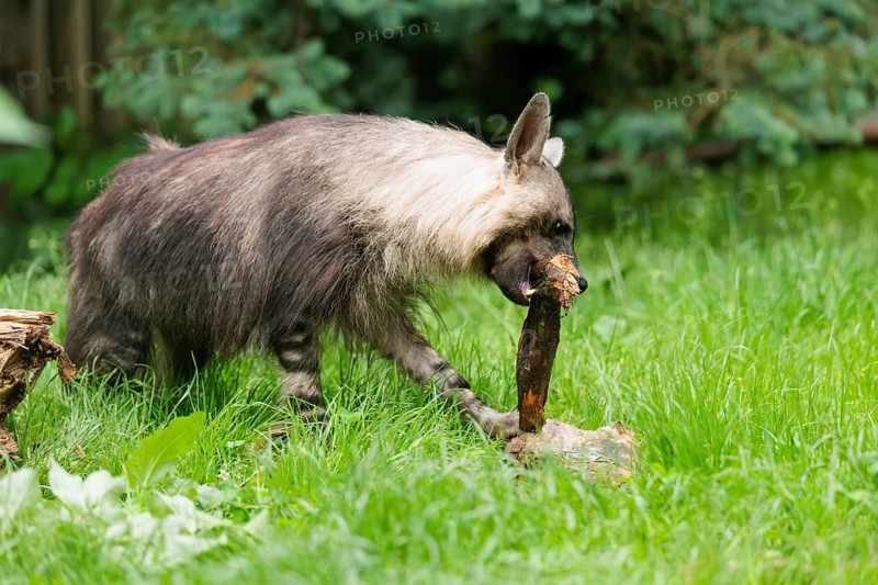 On a cloudy day, a brown hyena (Hyaena brunnea) gnaws on a thick branch of a dead tree lying on the ground in a green meadow. Angola, Zimbabwe, Namibia, Botswana, South Africa. Captive