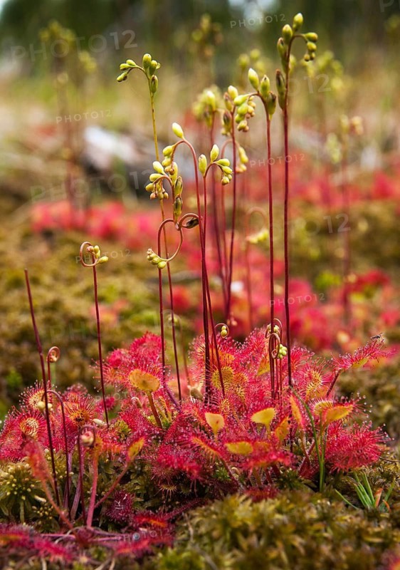 Brosswort, Bullwort, Drosera rotundifolia, Droseraceae, Lord's Spoon, Sky Spoon, Sky Dew, Roundleaf Sundew, Sundew, Common Sundew, Flora, High Size, Portrait, Plants, Round-Leaved Sundew, Roundleaf Sundew, Sundew