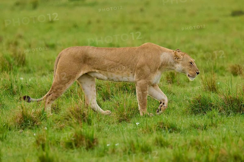 A lioness walks through the open grasslands of the savannah, lioness (Panthera leo), Masai Mara National Reserve, Narok County, Kenya