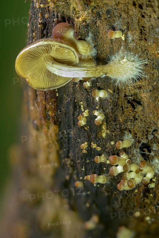 Cluster crumblecap, mushroom mycelium, psathyrella hydrophila, psathyrella piluliformis, white-stemmed stick sponge, watery fibrous, watery shortbread, watery mushroom, fungi, fungus, high size, vertical format, mycelium, mycelium, mushrooms