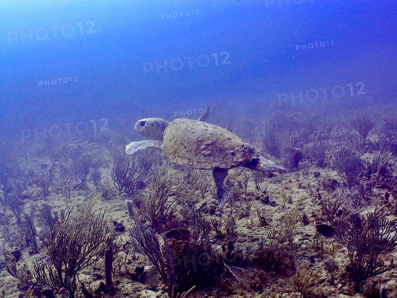 A loggerhead sea turtle (Caretta caretta) swims calmly through its oceanic habitat at the Breakers dive site, Palm Beach, Florida, USA