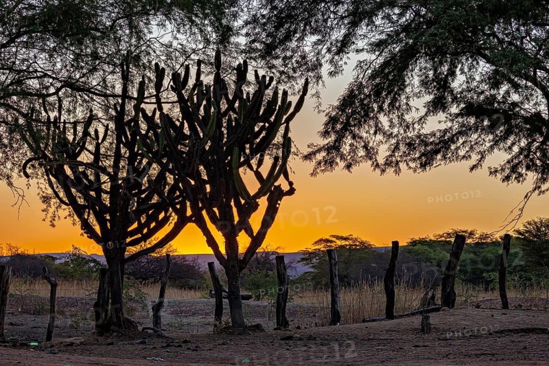 Silhouettes of cacti in the evening light against a golden sky in rural surroundings, the thornshrub savanna in the Caatinga countryside in the federal states of Pernambuco and Bahia in Brazil