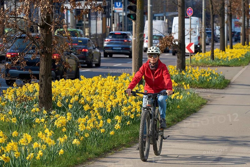 Middle aged woman riding an e-bike on a safe bike path lined with blooming daffodils during spring rush hour i with urban traffic and sustainable commuting concept, Stuttgart, Baden-Wuerttemberg, Germany