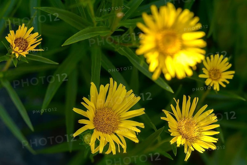 Elecampane, inula ensifolia, pentanema ensifolium, narrow-leaf elecampane, sword elecampane, sword-leaf elecampane, flora, plants, plants