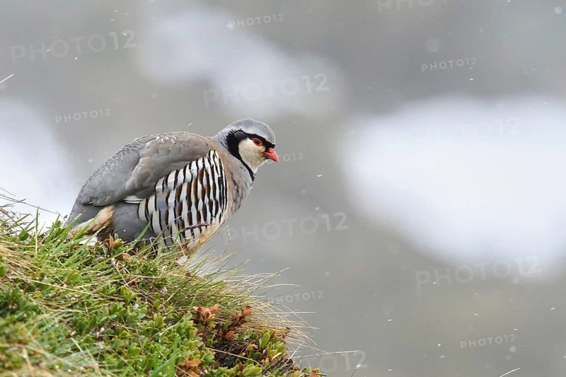 Animals, birds, gallinaceous birds, chickens, rock partridge, male perched in a meadow (Alectoris graeca saxatili), the Alps, South Tyrol, Italy