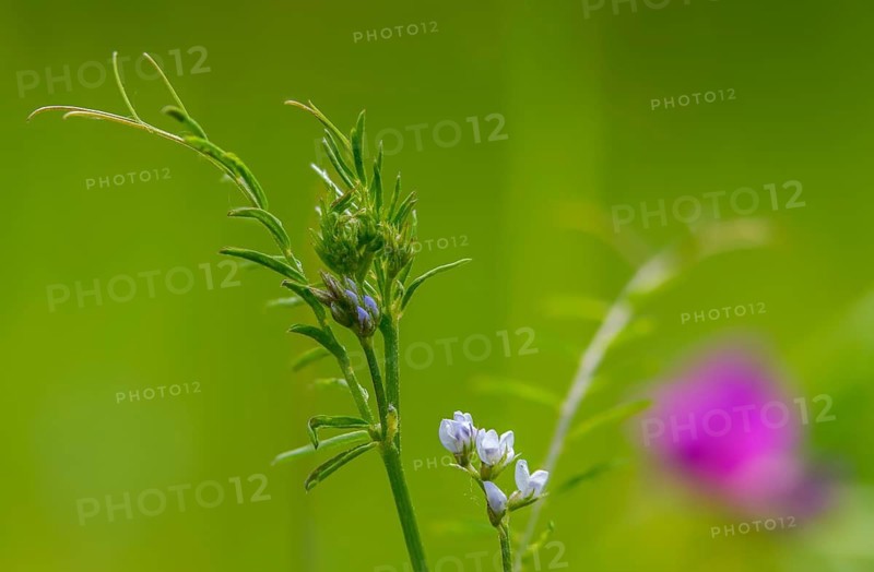 Wild vetch, ervum hirsutum, rough haired vetch, vicia hirsuta, flora, hairy tare, hairy vetch, plants, tiny vetch