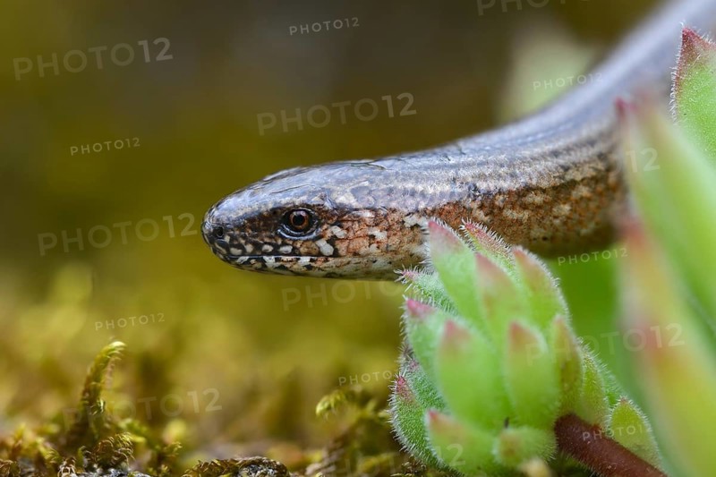 Anguis fragilis, slow worm, western slow worm, blindworm, deaf adder, hazelworm, reptiles, lizards, long-cripple, reptilia, reptiles, slowworm