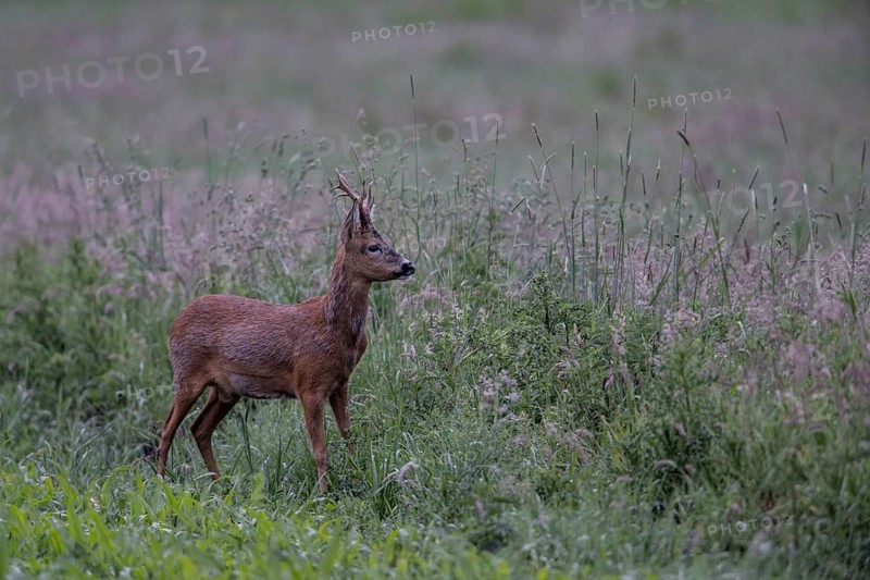 Roebuck (Capreolus capreolus) in a meadow, Lower Saxony, Germany