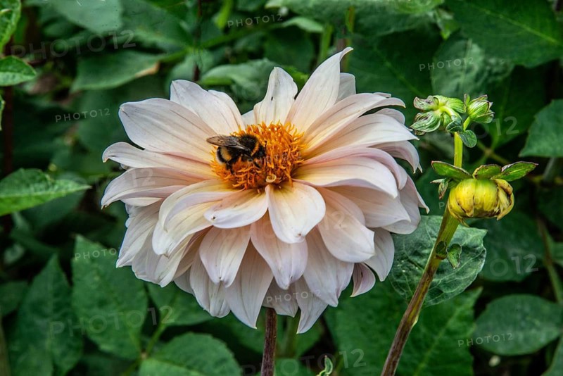 Flowering Dahlias (Dahlia), variety DF Swedish blond with a bumblebee in the Dahlia Farm in Löderup, Ystad municipality, Skåne County, Sweden, Scandinavia