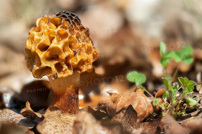 Brandenburg, Germany, grey morel, morchella crassipes, morchella esculenta, morchella rotunda, morchella vulgaris, nabu project, national natural heritage, green house natural paradise, round morel, food morel, post-mining landscape, common morel, fungi, fungus, green house, morel, morel, morel mushroom, mushrooms, true morel, mushrooms, Yellow Morel