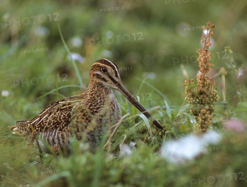 Common snipe, gallinago gallinago, snipe, birds, charadriiformes, leo, limicols, snipe birds, scolopacidae, birds, waders, waders