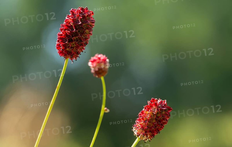 Large meadow button, rosaceae, rose family, sanguisorba officinalis, meadow button, flora, plants, plants