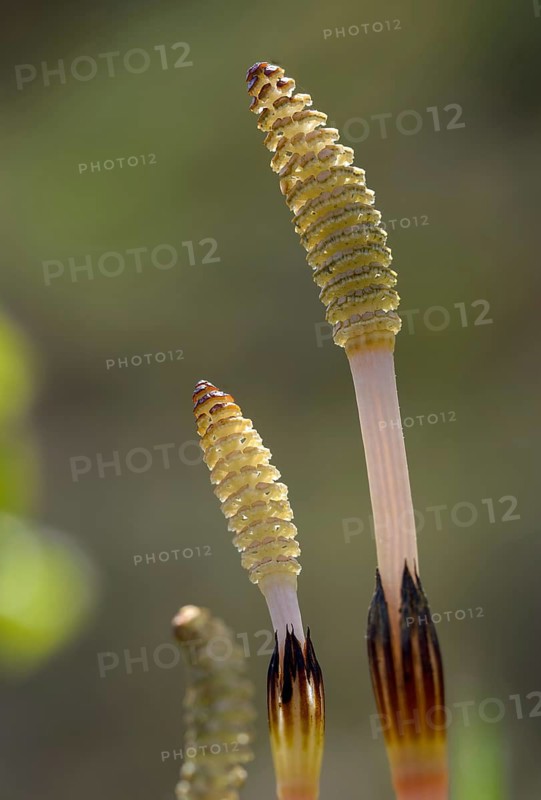 Field pewter, field horsetail, equisetaceae, equisetum arvense, panbreeder, ponytail, horsetail family, sheep hay, scouring herb, tinherb, field horsetail, flora, high size, portrait, plants