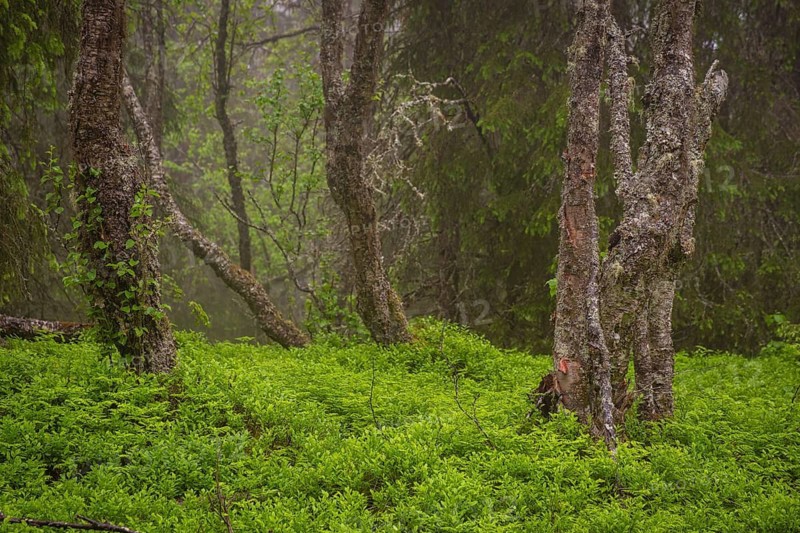 View of weathered birch trees in a dense forest in rain, Gol, Halligdal, Buskerud, Norway