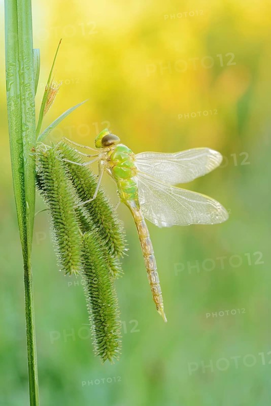 Emperor dragonfly (Anax imperator), newly hatched male, North Rhine-Westphalia, Germany