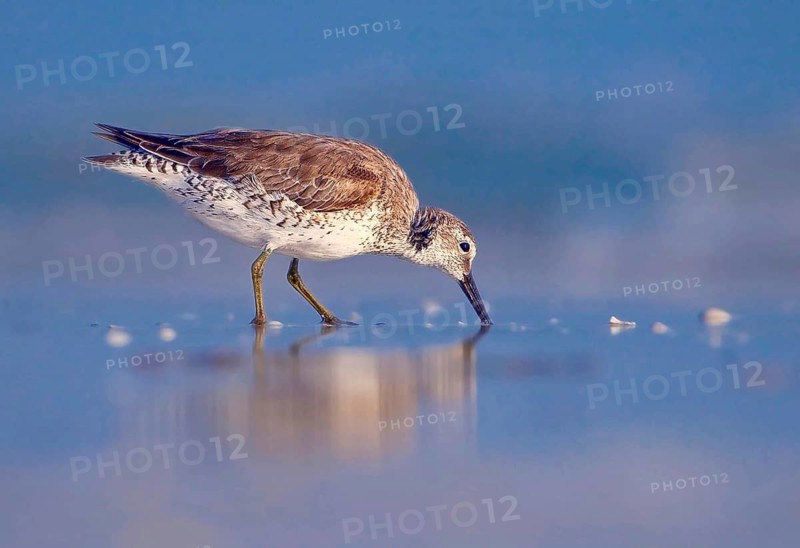 Animals, birds, waders, mudrunner, Willet (Catoptrophorus semipalmatus), Florida, Florida, United States