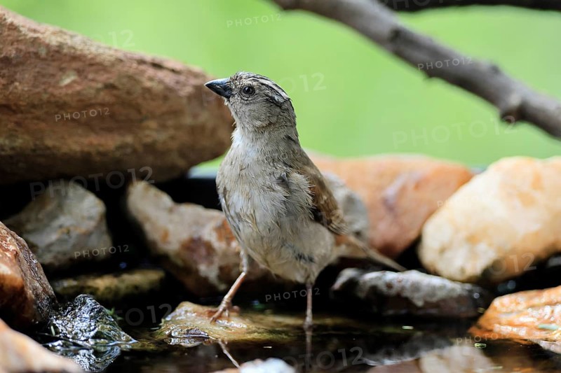 Damarasparrow (Passer diffusus), adult, by the water, Kruger National Park, South Africa