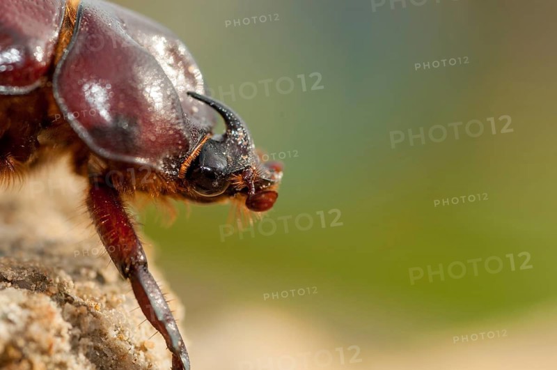 Rhinoceros beetle spec., phyllognathus excavatus, rhinocero beetle, beetle, coleoptera, insects, beetles, males, males