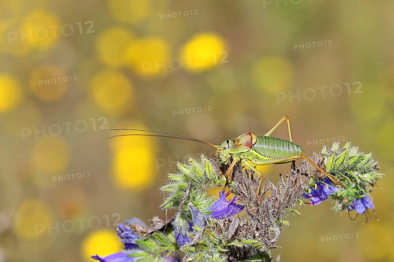 Steppe saddle grasshopper (Ephippiger ephippiger), Male, in a vineyard, on Viper's bugloss (Echium vulgare), with bokeh in the background, leaf grasshoppers, long-horned grasshoppers, Germany's Red List, specially protected species, critically endangered, Cochem, Moselle, Rhineland-Palatinate, Germany