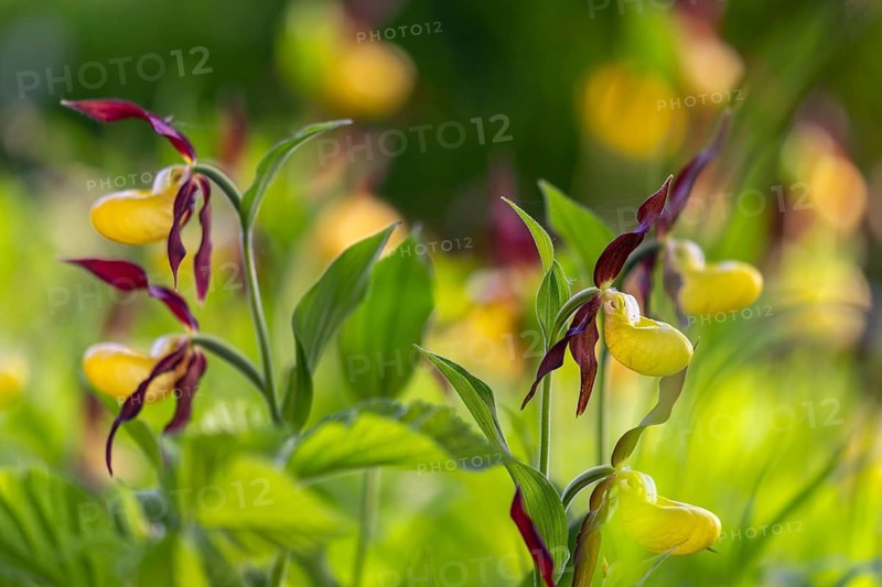 European lady's slipper (Cypripedium calceolus), orchid family (Orchidaceae), group, mountain path, Upper Danube nature park Park, Baden-Württemberg, Germany