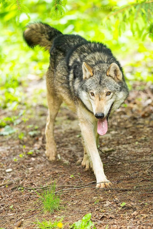 European gray wolf (Canis lupus lupus) in the forest, Germany