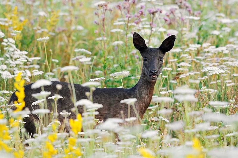European roe deer (Capreolus capreolus), black roe deer, doe standing in a wild meadow, Lower Saxony, Germany