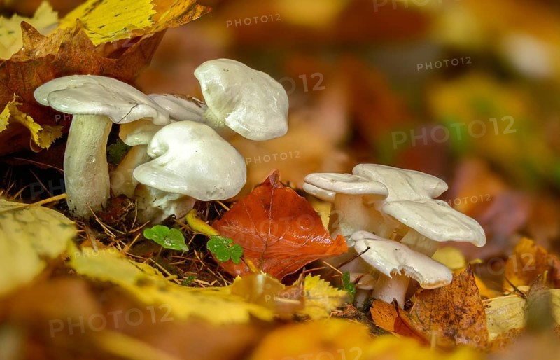 Agaricus eburneus, ivory mushroom, ivory snail, gymnopus eburneus, hygrophorus eburneus, limacium eburneum, cowboy's handkerchief, fungi, fungus, ivory waxy cap, mushrooms