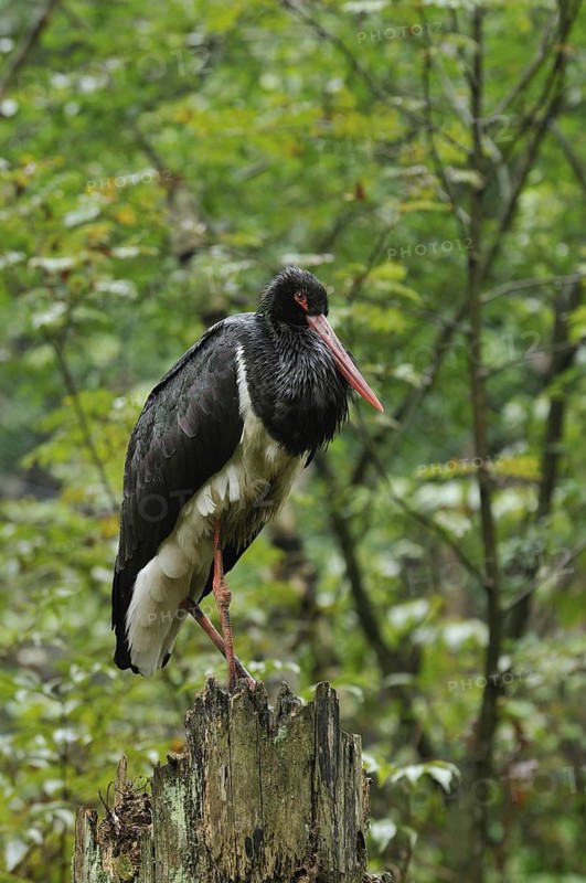 Black stork standing on tree trunk.Gehege Bay.Wald, October 2008