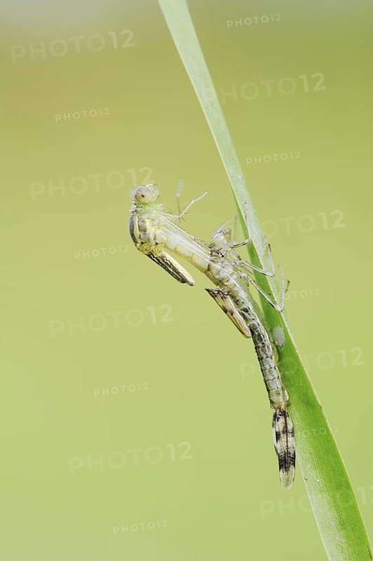 Willow Emerald Damselfly (Chalcolestes viridis) hatching, hatching, larva, dragonfly larva, North Rhine-Westphalia, Germany