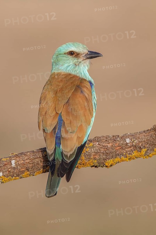 European Roller (Coracias garrulus), perched on a branch, Castile-La Mancha