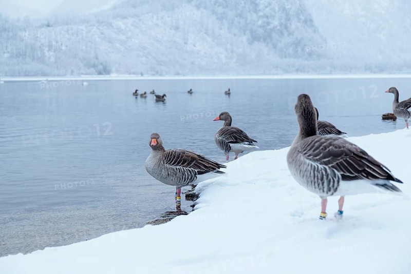 On a cloudy winter day, as snow falls, a few gray geese (Anser anser) stand in the snow on the shore of a lake. Austria