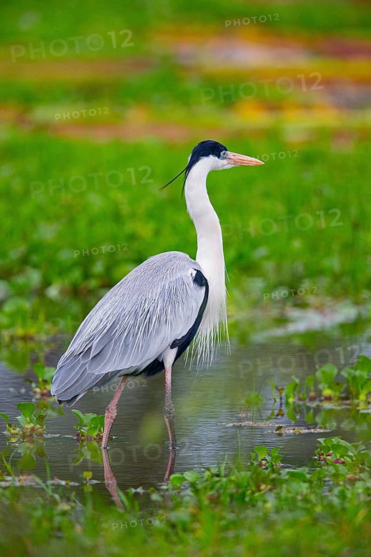 Cocoi Heron (Ardea cocoi) Pantanal Brazil