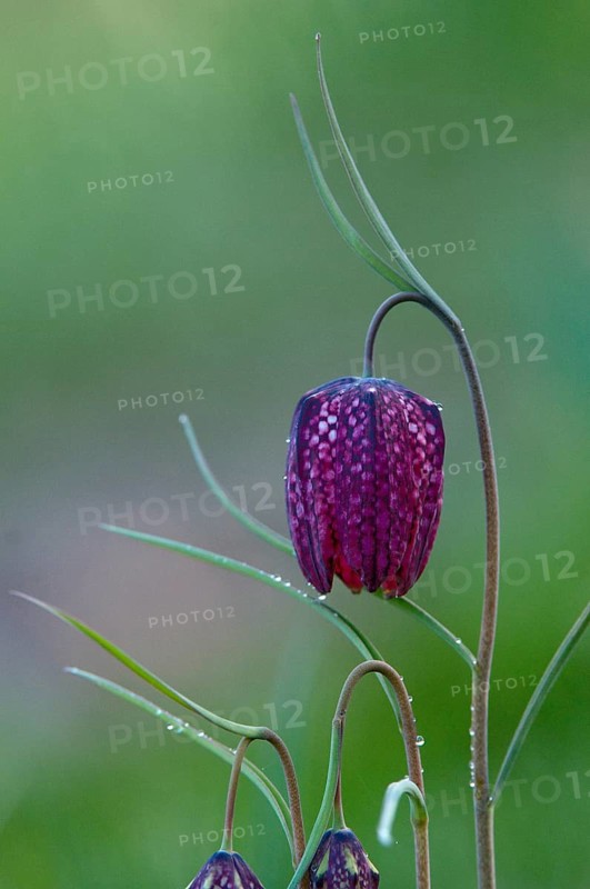 Fritillaria meleagris, lapwing egg, liliaceae, lily family, chess flower, checkerboard flower, snake's head, snake's head fritillary, flora, high size, vertical format, plants, plants
