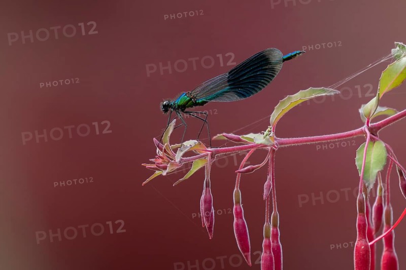 Banded demoiselle damselfly (Calopteryx splendens) adult male insect resting on a garden red fuchsia flower in summer, England, United Kingdom