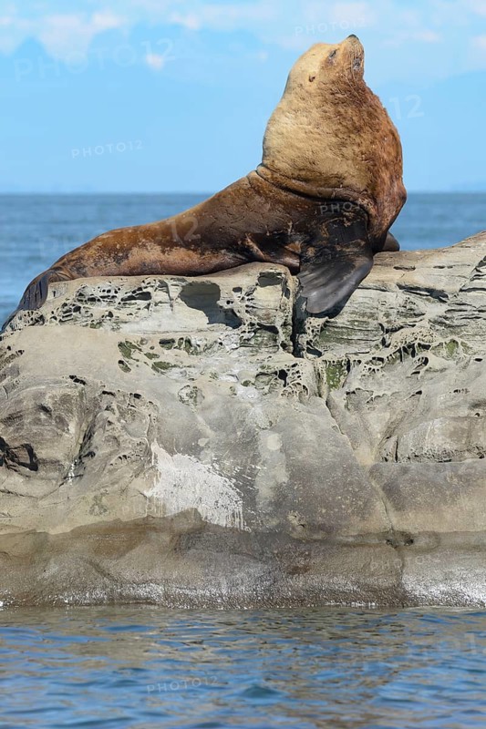 Steller Sea Lion, (Eumetopias jubatus), Salish Sea, British Columbia, Canada, Pacific